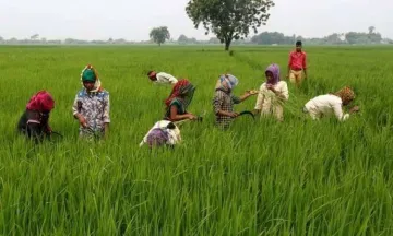 Harvesting in jhabua- India TV Paisa