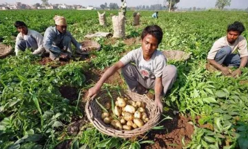 PepsiCo is suing farmers in India for growing the potatoes it uses in Lays chips- India TV Paisa