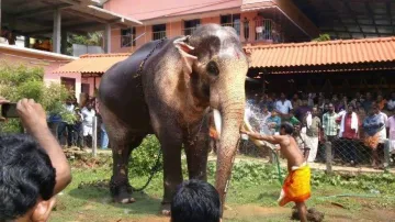 elephant- India TV Hindi