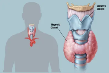 world thyroid day- India TV Hindi