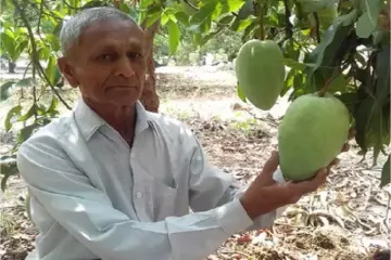 rare variety noorjahan single mango costs upto 1200 rupee know what is special- India TV Paisa
