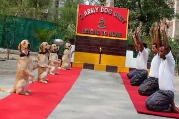 <p>Rahul Gandhi tweets Army dog squad pic with 'New India'...- India TV Hindi