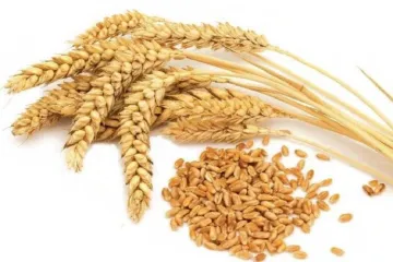 wheat procurement - India TV Paisa
