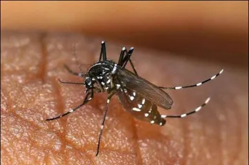 dengue mosquito image- India TV Hindi