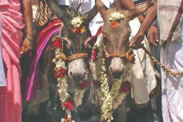 <p>Donkey Wedding</p>- India TV Hindi
