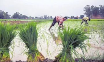 MSP for Kharif crop hiked,- India TV Paisa
