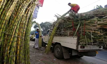 Surplus sugar big problem, mills should produce ethanol instead- India TV Paisa