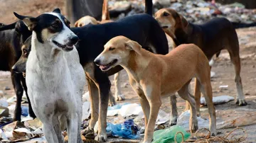 <p>Stray Dogs</p>- India TV Hindi