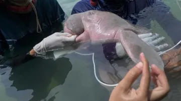 Baby dugong mariam died in bangkok, thailand.- India TV Hindi