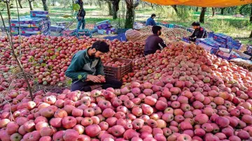 <p>Owner of apple orchard threatened by terrorists in...- India TV Hindi