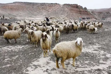 <p>sheep</p>- India TV Hindi
