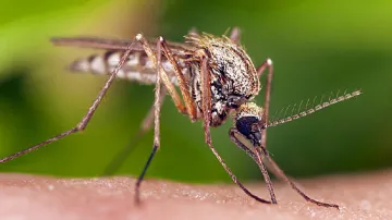 World Mosquito Day 2019- India TV Hindi