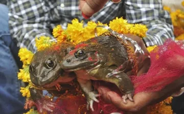 Frog- India TV Hindi