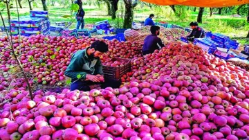 <p>कश्मीर में सेब...- India TV Hindi