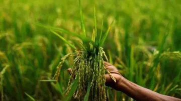 <p>Agri Sector</p>- India TV Paisa