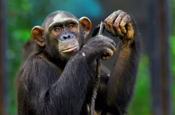  Enforcement Directorate (ED) attaches three Chimpanzees- India TV Hindi