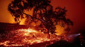 Embers fly from a tree as the Kincade Fire burns near Geyserville, California.- India TV Hindi