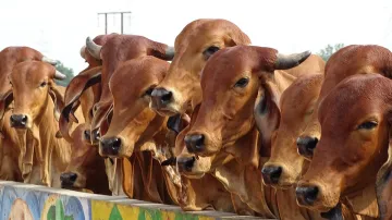 Livestock population up by 4.6%; cow count rises by 18 percent | Pixabay Representational- India TV Hindi