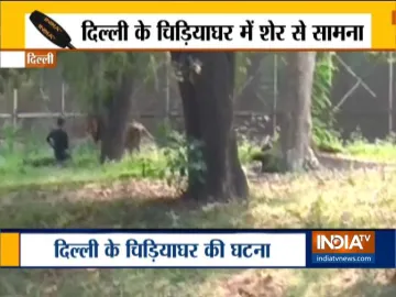 Man enters lion enclosure Delhi zoo- India TV Hindi