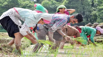 rice production- India TV Paisa