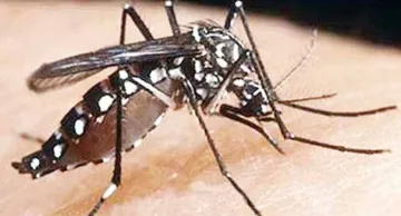 Season of two viruses? Scientists worried that dengue outbreak may aggravate COVID-19 crisis- India TV Hindi
