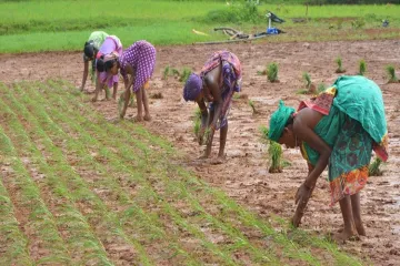 paddy farming - India TV Paisa