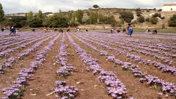 saffron cultivation- India TV Paisa