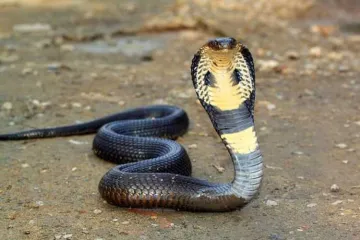 <p>Snake ancestors had legs, cheekbones 100 million years...- India TV Hindi