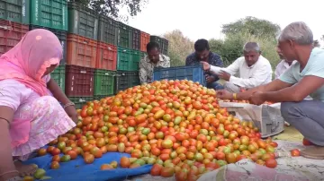 Exchange PoK with our Tomatoes MP Farmers offer to Imran Khan- India TV Hindi