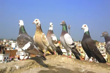 <p>कबूतरों के 'भारत...- India TV Hindi