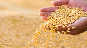 China boosts soybean imports in November after announcing trade agreement with US- India TV Paisa