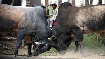 Bull- India TV Hindi