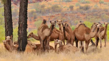 <p>Camels</p>- India TV Hindi