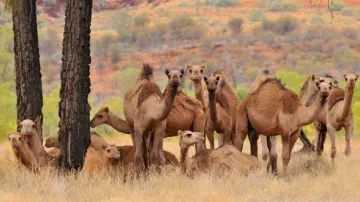 Camels- India TV Hindi