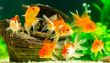 vastu shastra goldfish- India TV Hindi