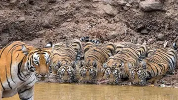 viral photo of tigress with cub- India TV Hindi