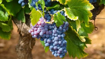 Grapes, Indian Grapes, Grapes Wine, Grapes New Variety, India New Grapes- India TV Hindi