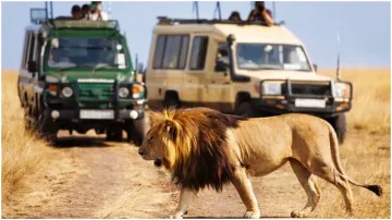 Lion, Gir National Park, Gujrat- India TV Hindi