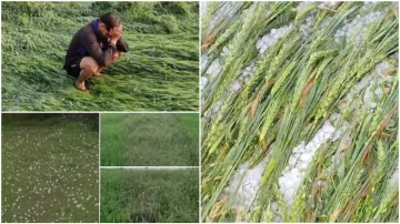 <p>Rain Damaged Crops</p>- India TV Paisa