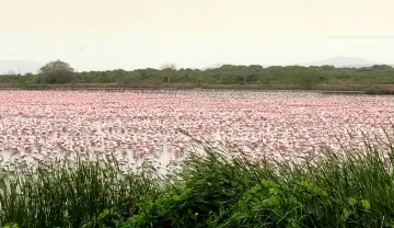 Flamingo birds seen at the creek in Navi Mumbai- India TV Hindi