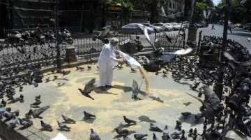 <p>Mumbai: A man feeds pigeons during a government-imposed...- India TV Hindi