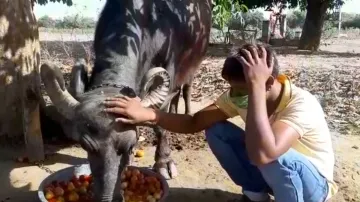 <p>राजस्थान में जानवरों...- India TV Hindi