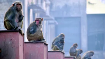उत्तर प्रदेश के संभल पिछले दो दिनों में 15 बंदरों की मौत से दहशत, लोगों का शक Coronavirus पर- India TV Hindi