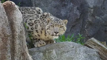 Snow leopard, Snow leopard Ladakh, Snow leopard kills sheep- India TV Hindi