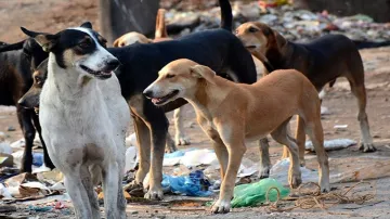 New study suggests COVID-19 hopped from dogs to humans- India TV Hindi