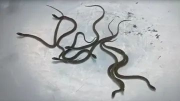 Bhind Snakes- India TV Hindi