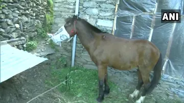 <p>Horse in Jammu Kashmir</p>- India TV Hindi