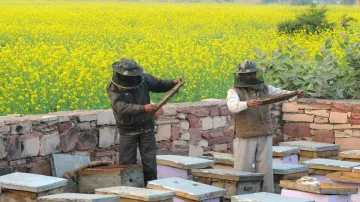  Rs 500 cr for beekeeping initiatives, will help 2 lakh beekeepers- India TV Paisa