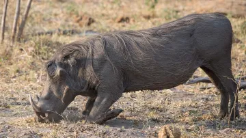 Wild Boar, Wild Boar Attack, Wild Boar Attack Farmer Killed, Farmer Killed Wild Boar- India TV Hindi