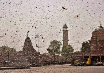 <p>Locust attack in India</p>- India TV Hindi